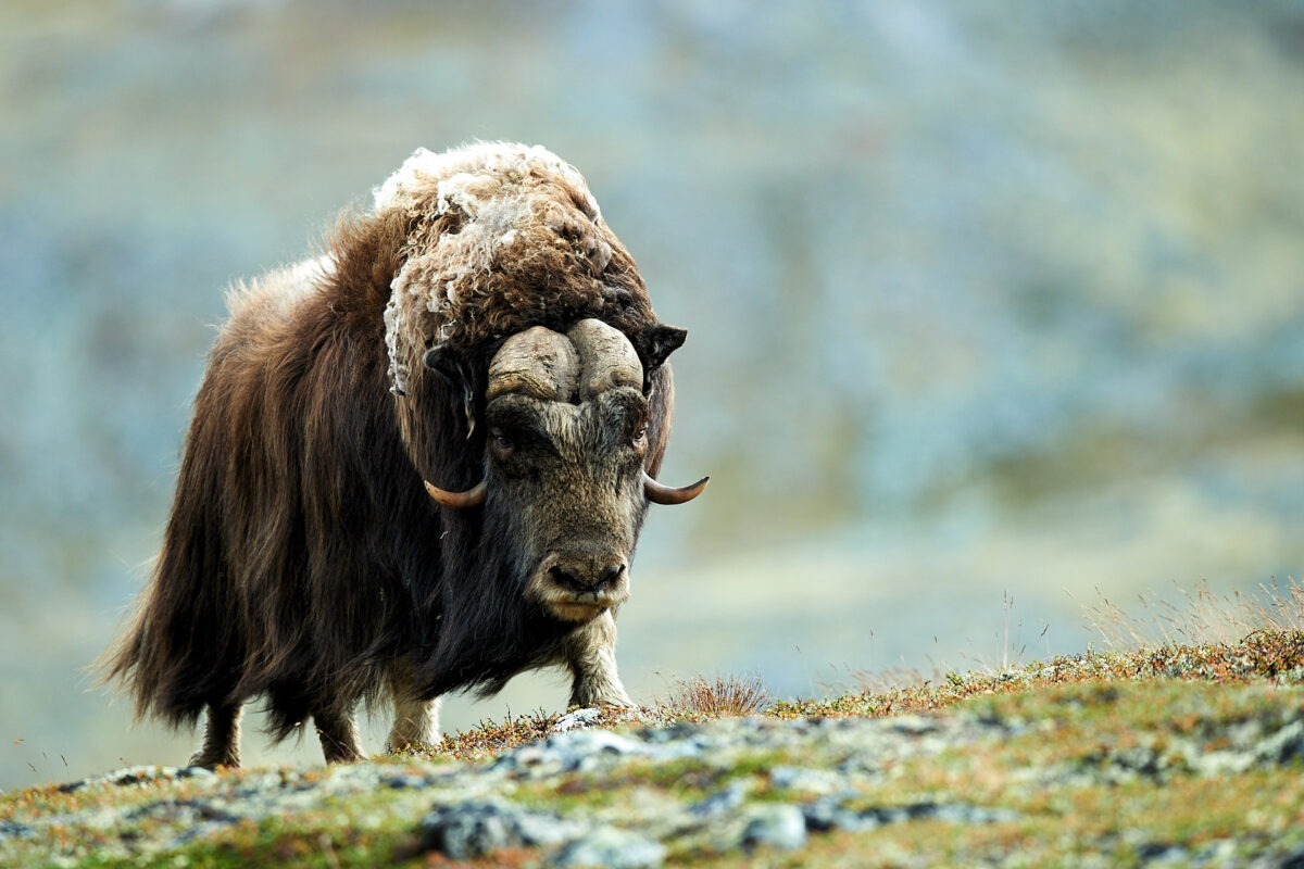 Alter Moschusochsen Bulle streift durch sein Revier im Dovrefjell.