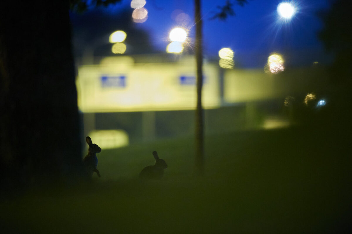 Nachts werden die Wildkaninchen am Olympiapark aktiv.