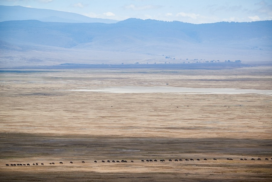 Gnus im Ngorongoro-Krater
