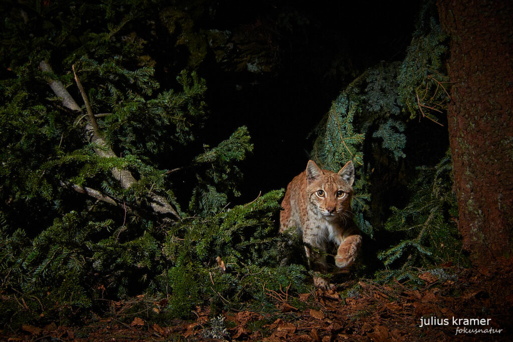 Luchse werden auch Samtpfoten genannt. Dieser Luchs schleicht durch das Unterholz.