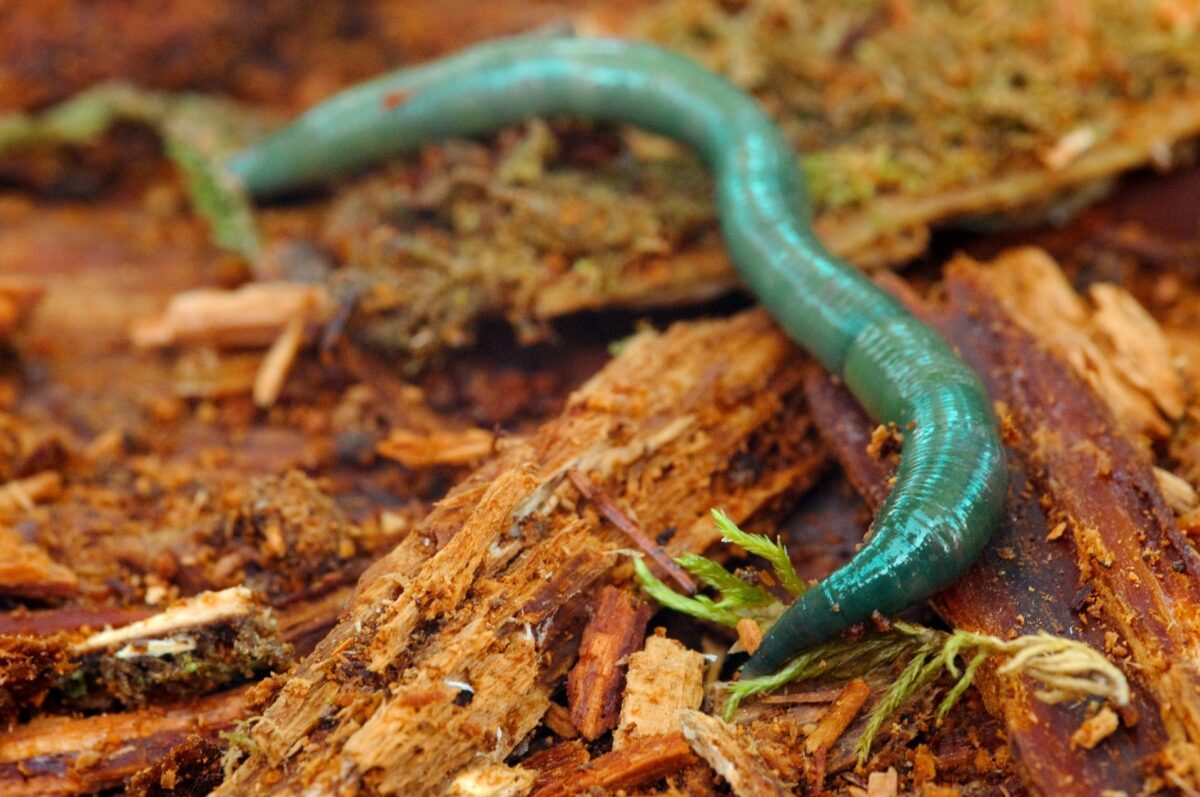 Grüner Regenwurm im Totholz (Allolophobora smaragdina)