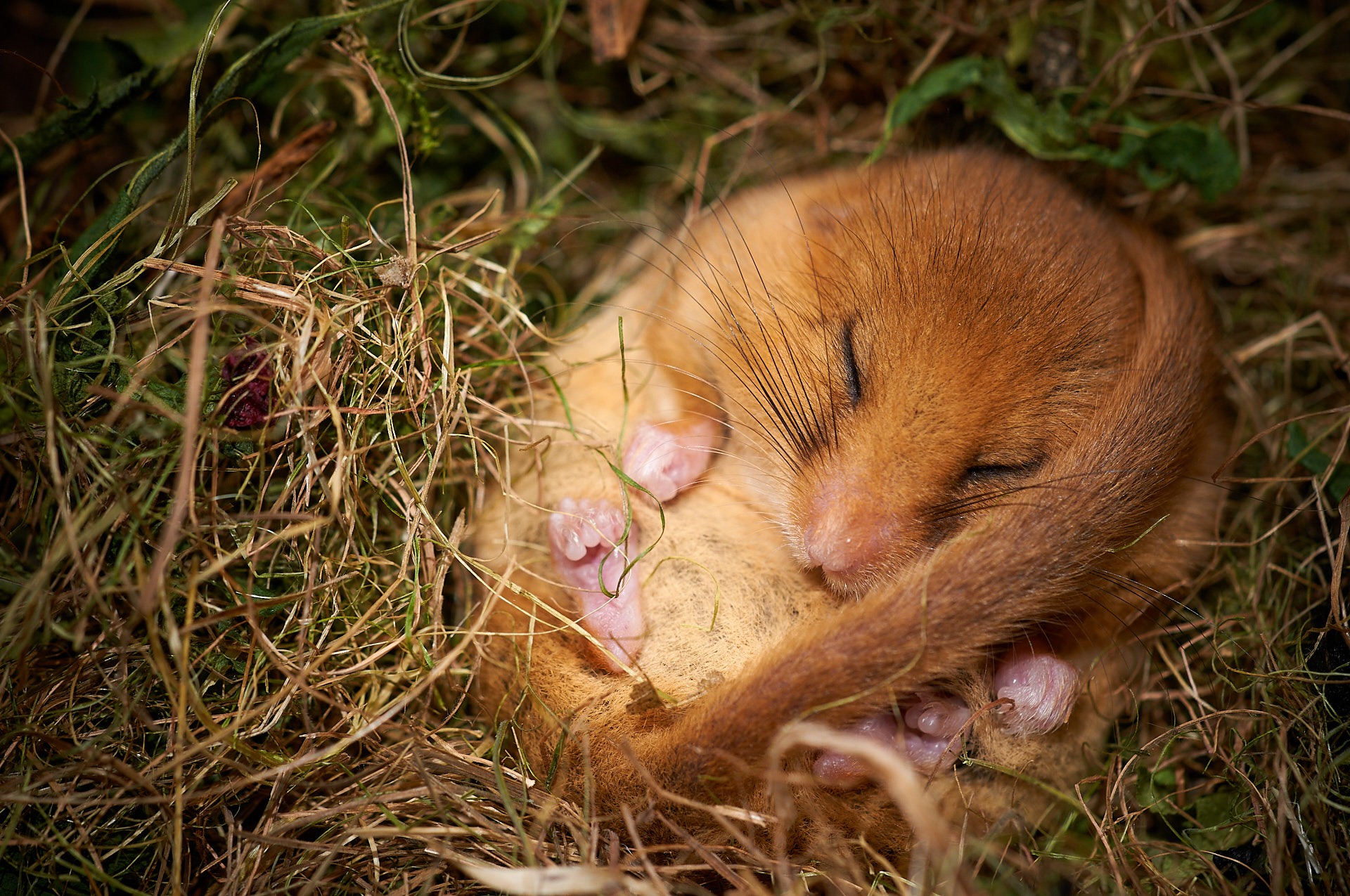 Haselmaus im Winterschlaf Eine Haselmaus hält Winterschlaf in ihrem Erdnest.