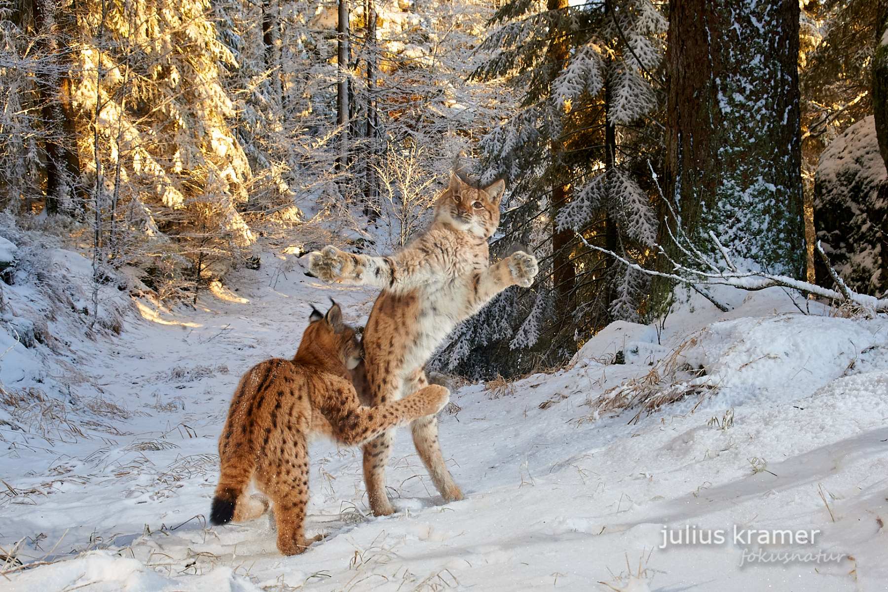 Kitten Combat Zwei junge Luchse spielen auf einer Waldlichtung im Schnee.