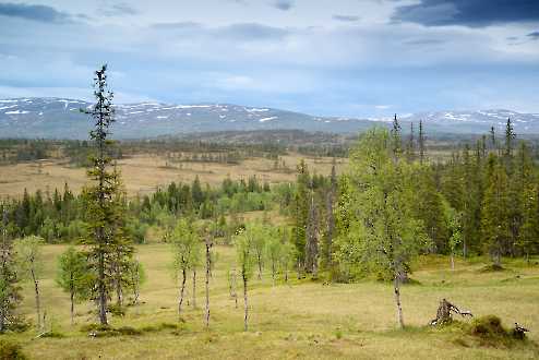 Norwegisches Hochland: Der Lebensraum der Sperbereule.