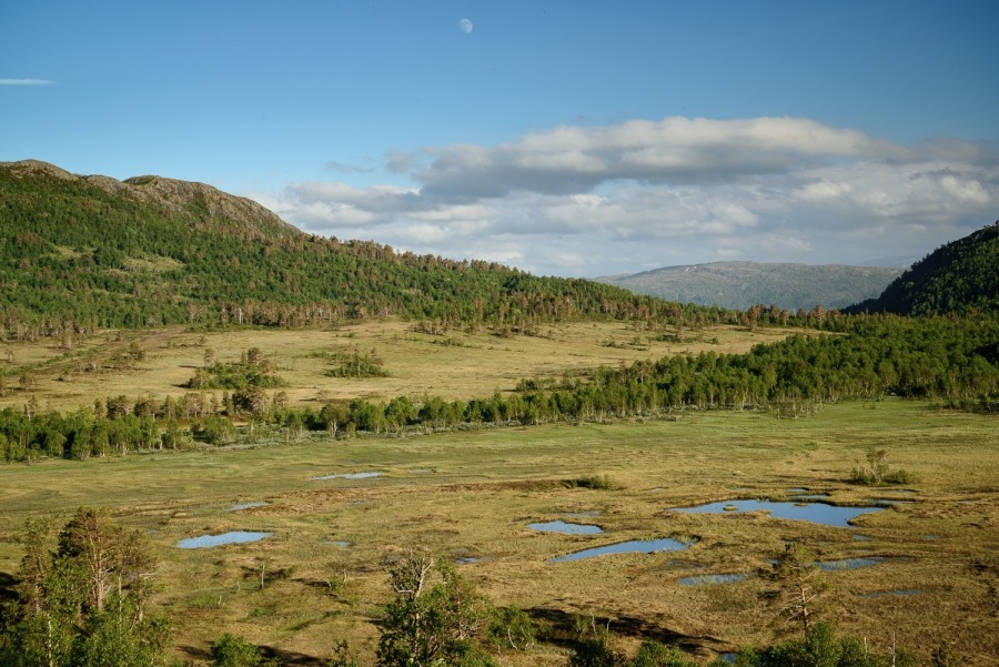 Norwegisches Hochmoor Norwegisches Hochmoor