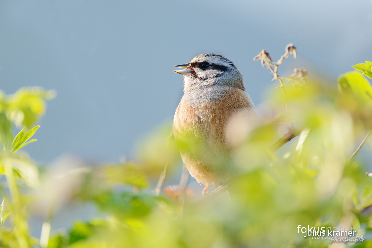 Zippammer (Emberiza cia)