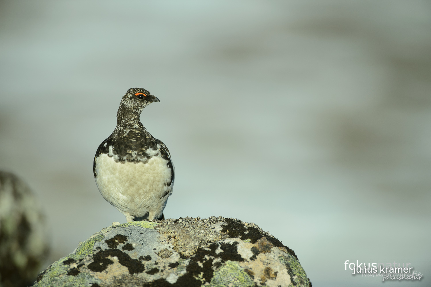 Alpenschneehuhn (Lagopus mutus)