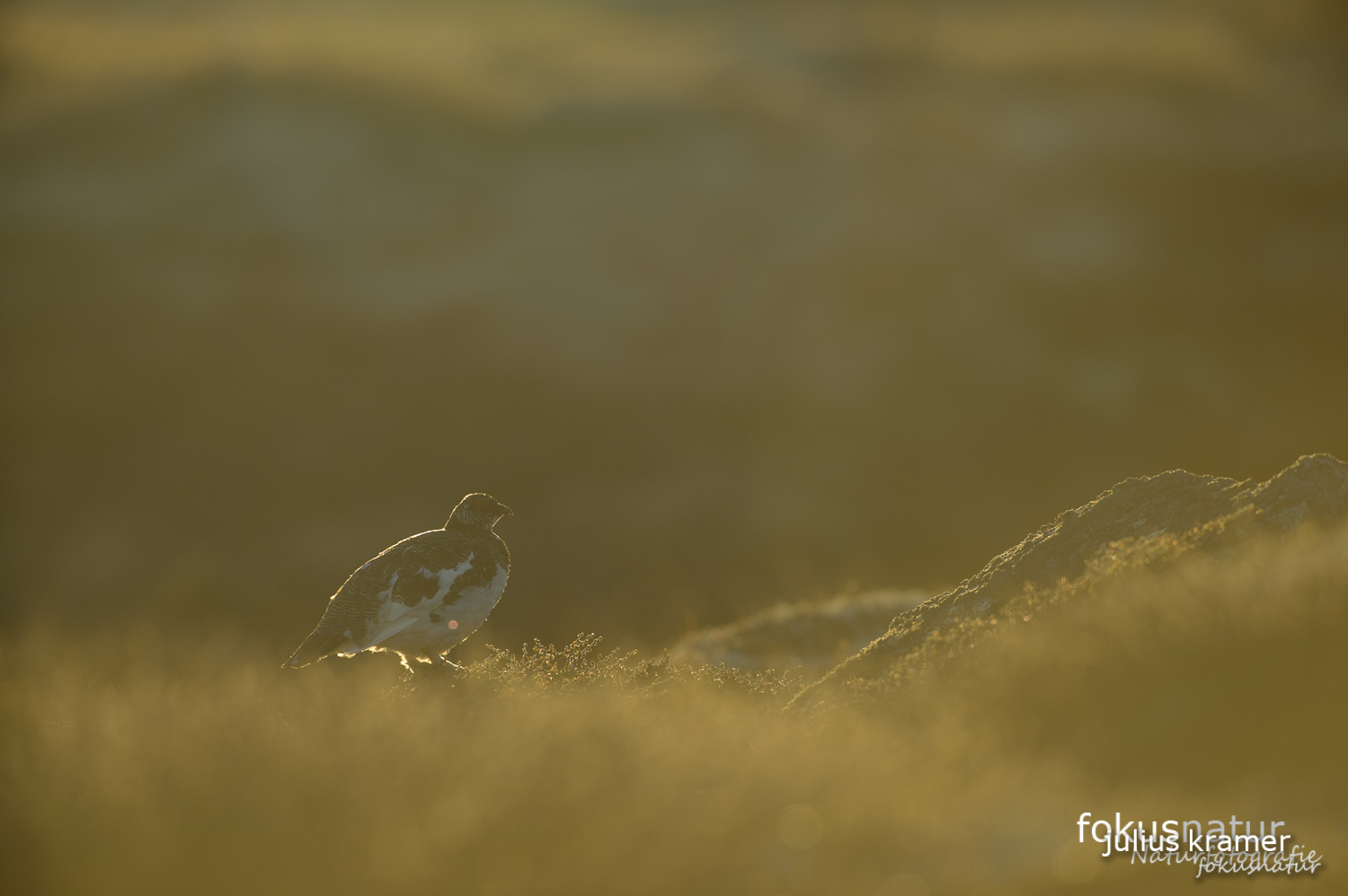 Alpenschneehuhn (Lagopus mutus)