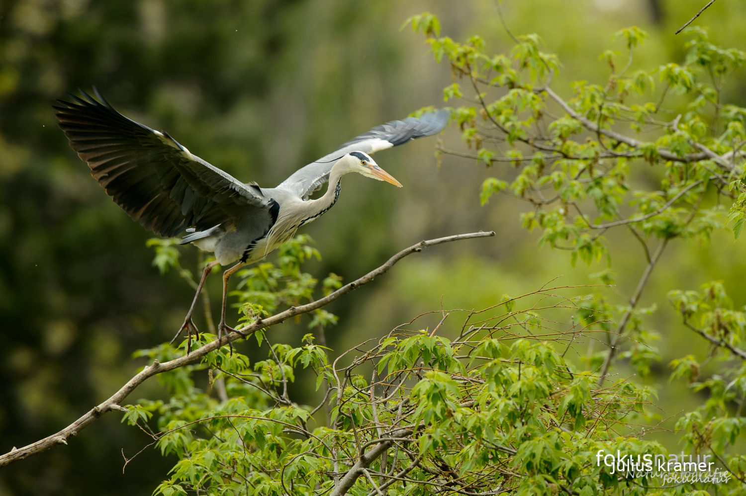 Graureiher (Ardea cinerea) in der Kolonie