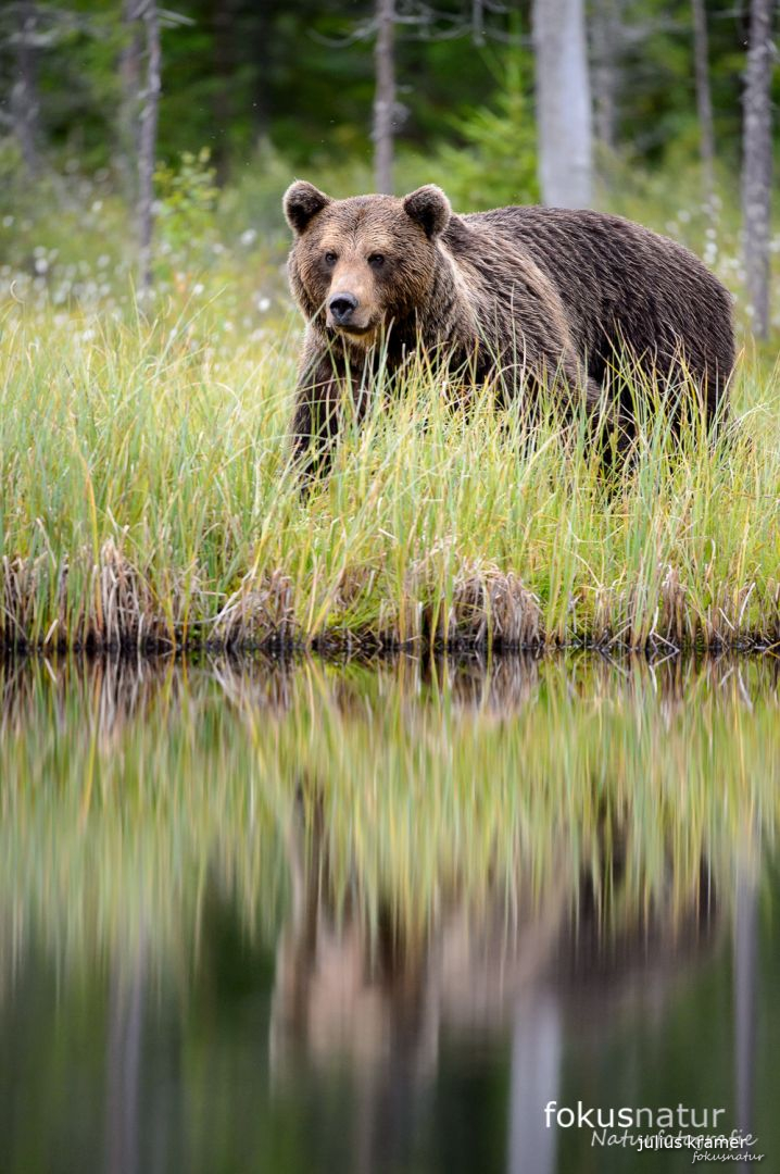 Wilder Braunbär (Ursos arctos)