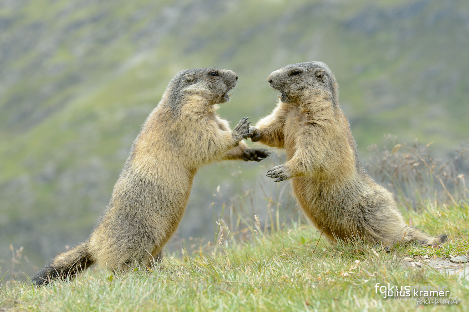 Murmeltiere (Marmota marmota)