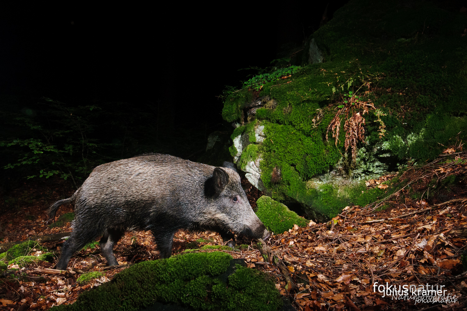 Wildschwein auf der Kamerfalle