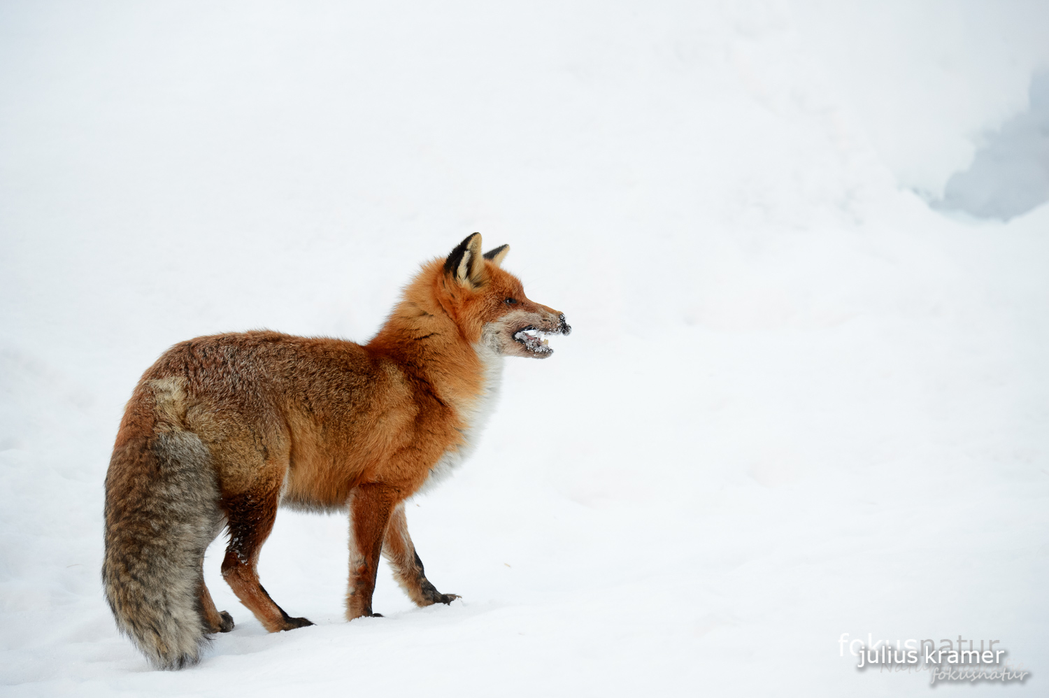 Rotfuchs im Schnee