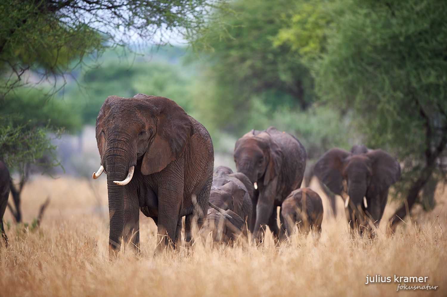 Afrikanischer Elefant (Loxodonta africana)