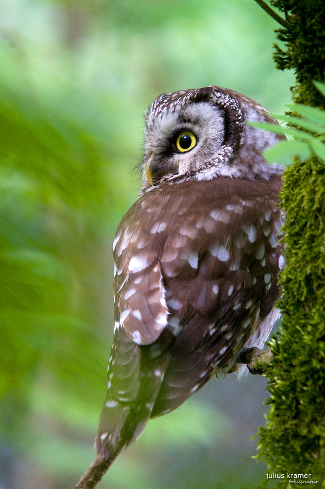 Rauhfußkauz (Aegolius funereus) - C