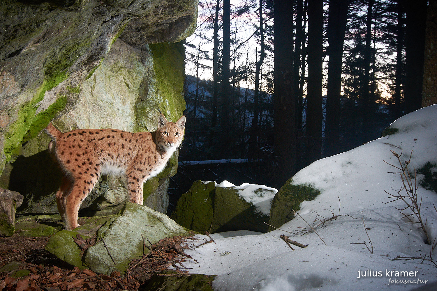 Eurasischer Luchs (Lynx lynx)