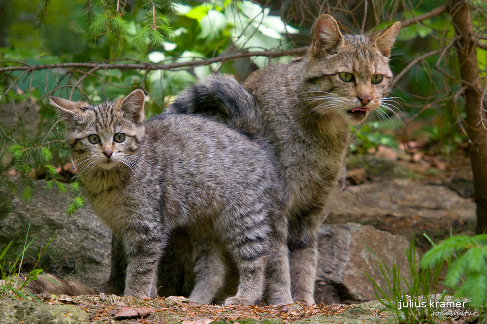 Wildkatze (Felis silvestris)