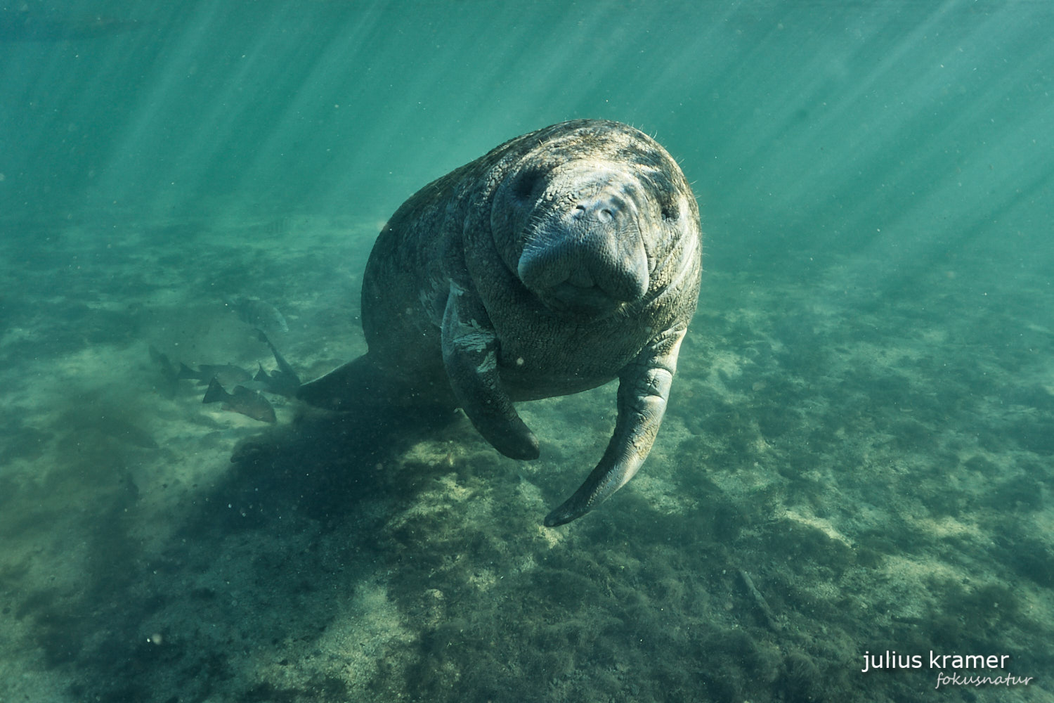 Karibik-Manati (Trichechus manatus)