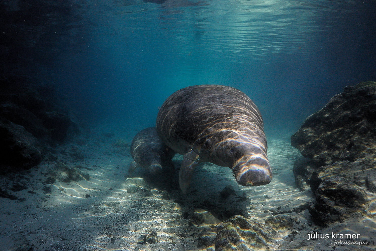 Karibik-Manati (Trichechus manatus)