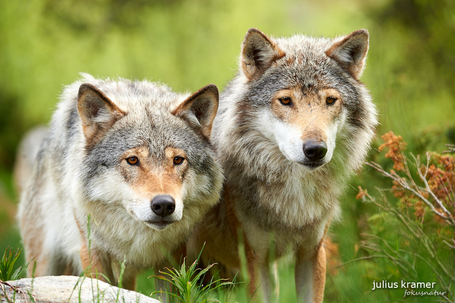 Europäischer Wolf (Canis lupus)