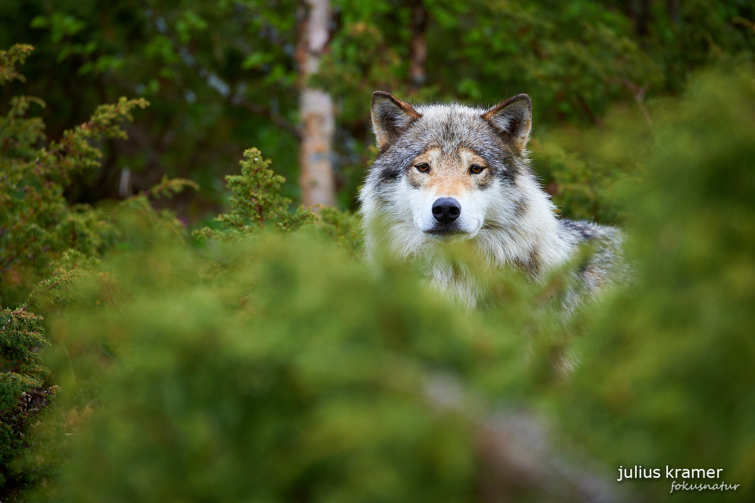 Europäischer Wolf (Canis lupus)