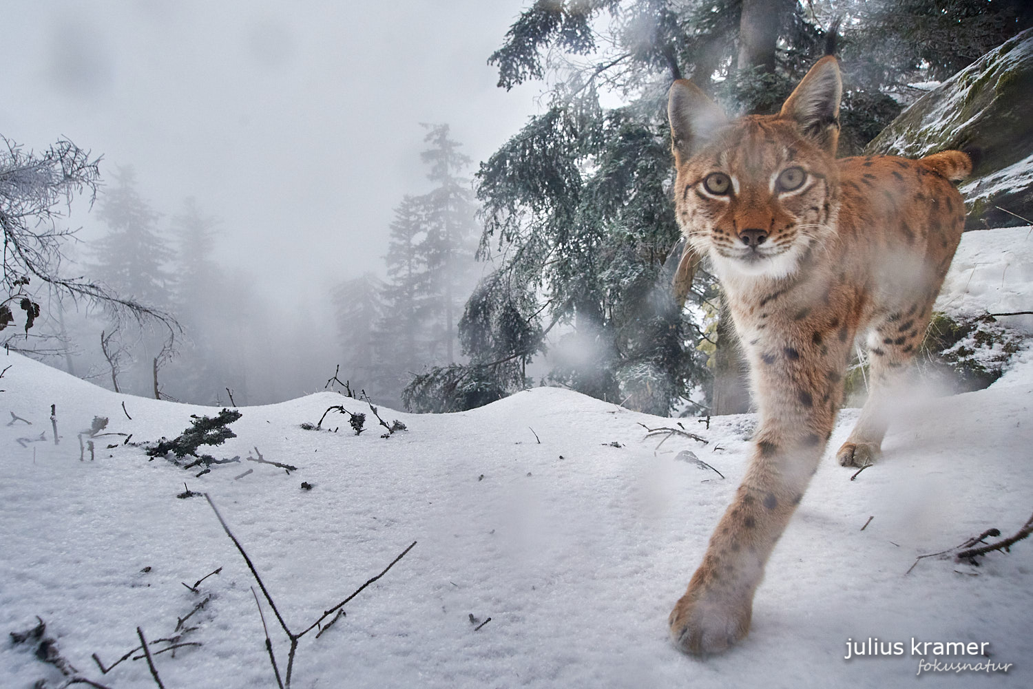 Luchs (Lynx lynx)