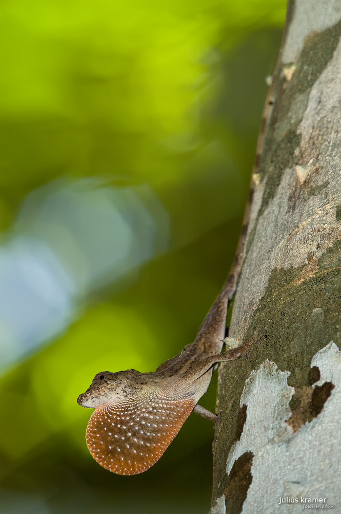 BICA-Anolis - Norops bicaorum_1