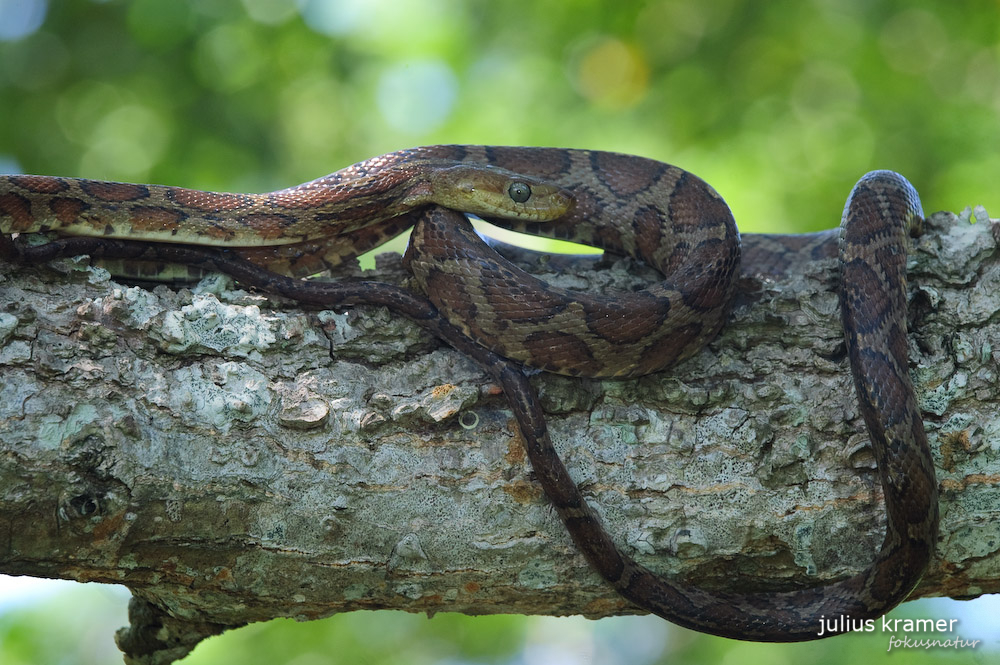 Kletternatter (Pseudoelaphe flavirufa)