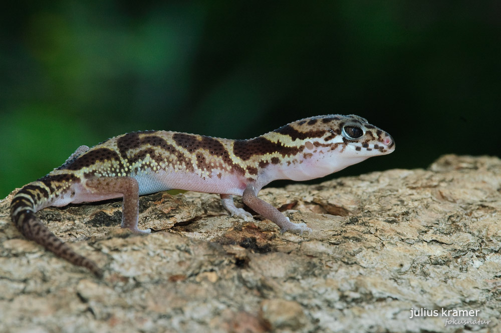 Gebänderter Lidgecko (Coleonyx mitratus)