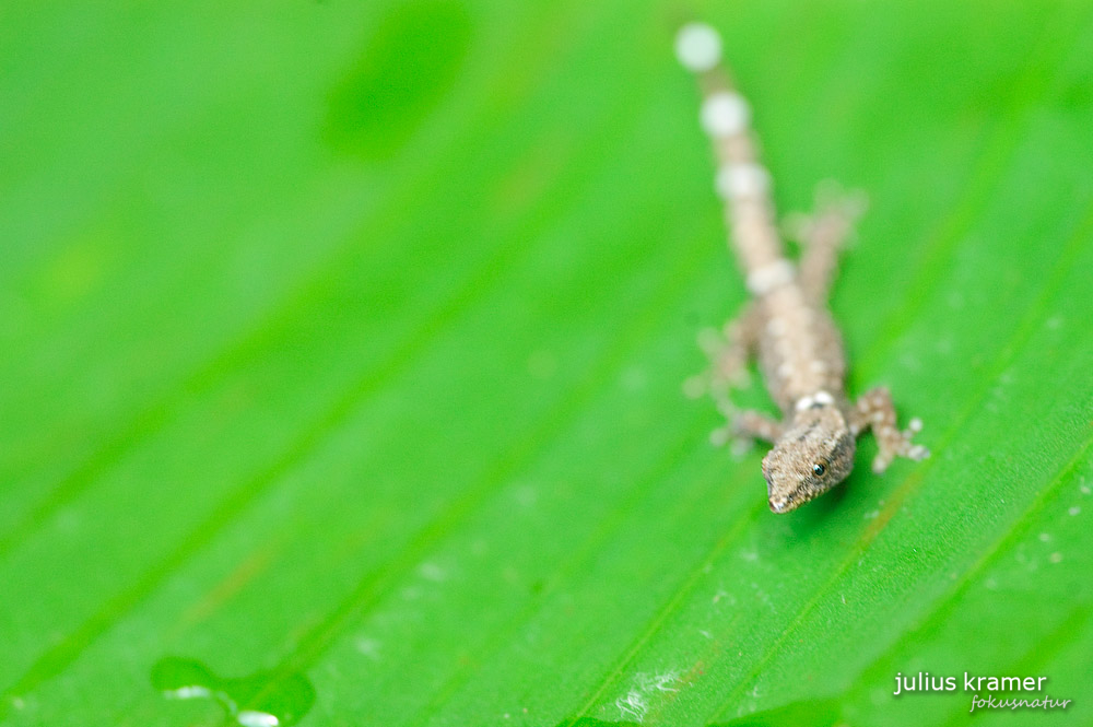 Sphaerodactylus millepunctatus