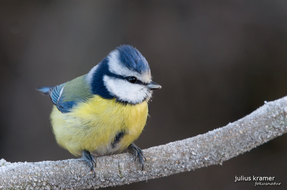 Blaumeise (Parus caeruleus)