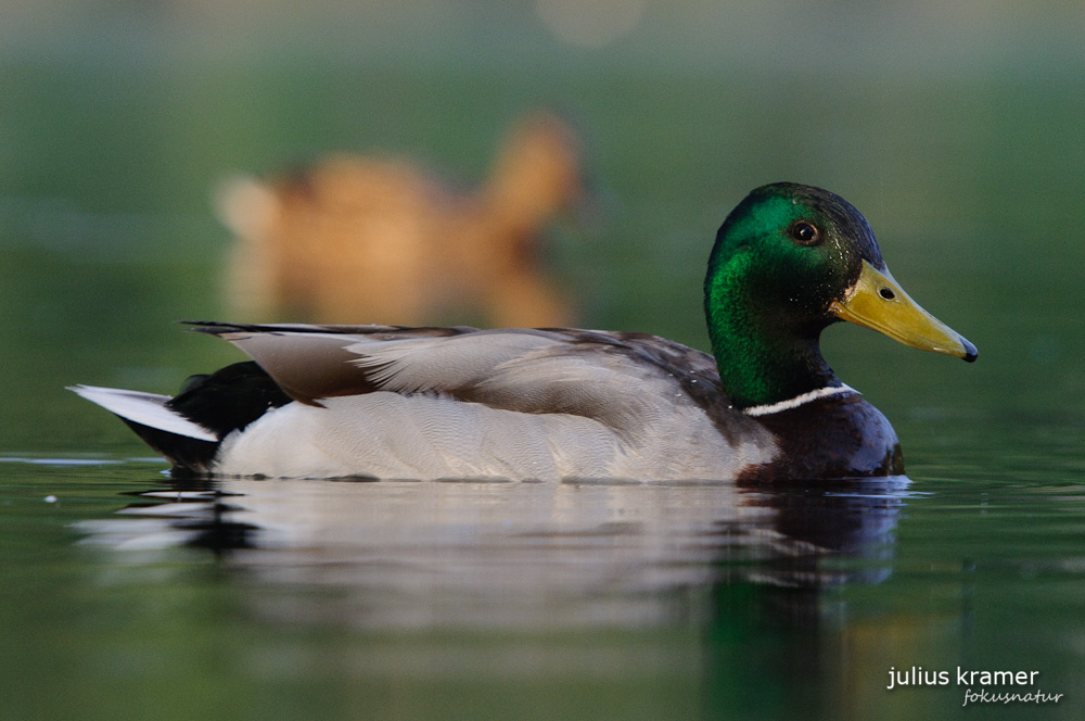 Stockente (Anas platyryhnchos)