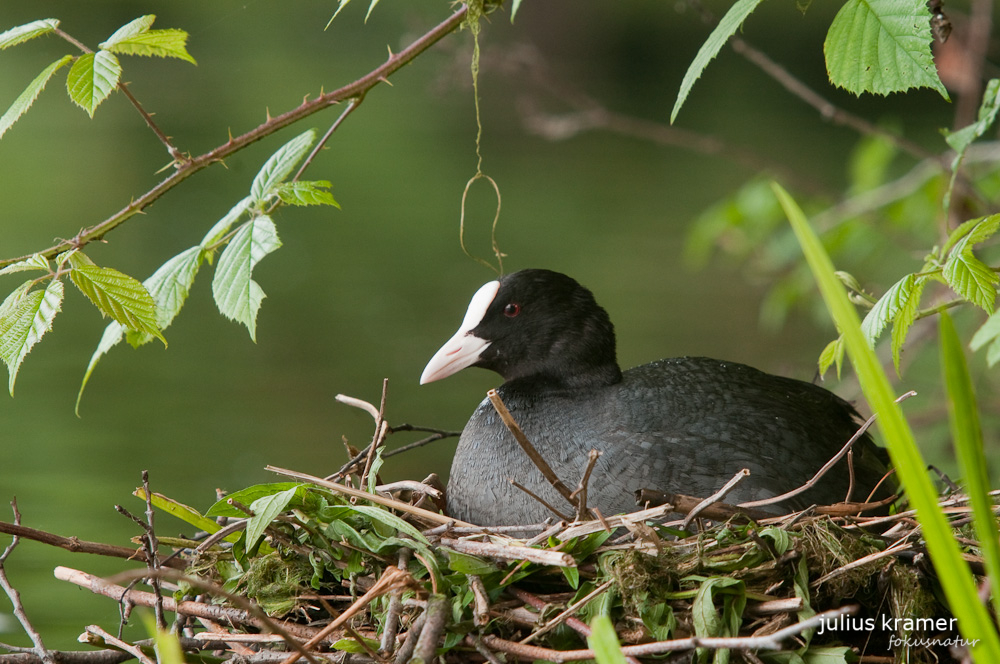 Blässhuhn (Fulica atra) auf dem Nest