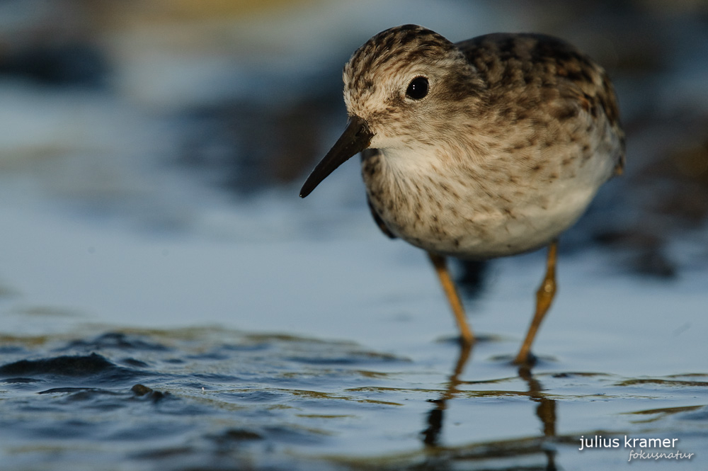 Wiesenstrandläufer (Calidris minutilla)