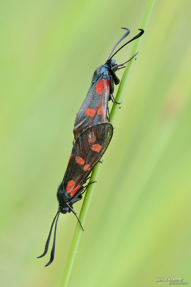 Sechsfleck-Widderchen (Zygaena filipendulae) bei der Paarung