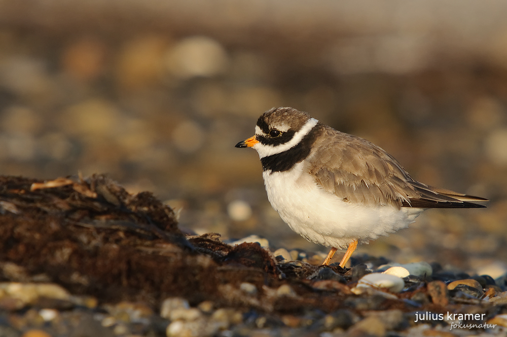 Sandregenpfeifer (Charadrius hiaticula)