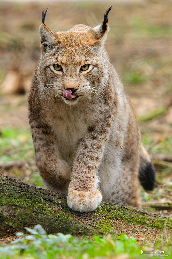 Luchs (Lynx lynx)