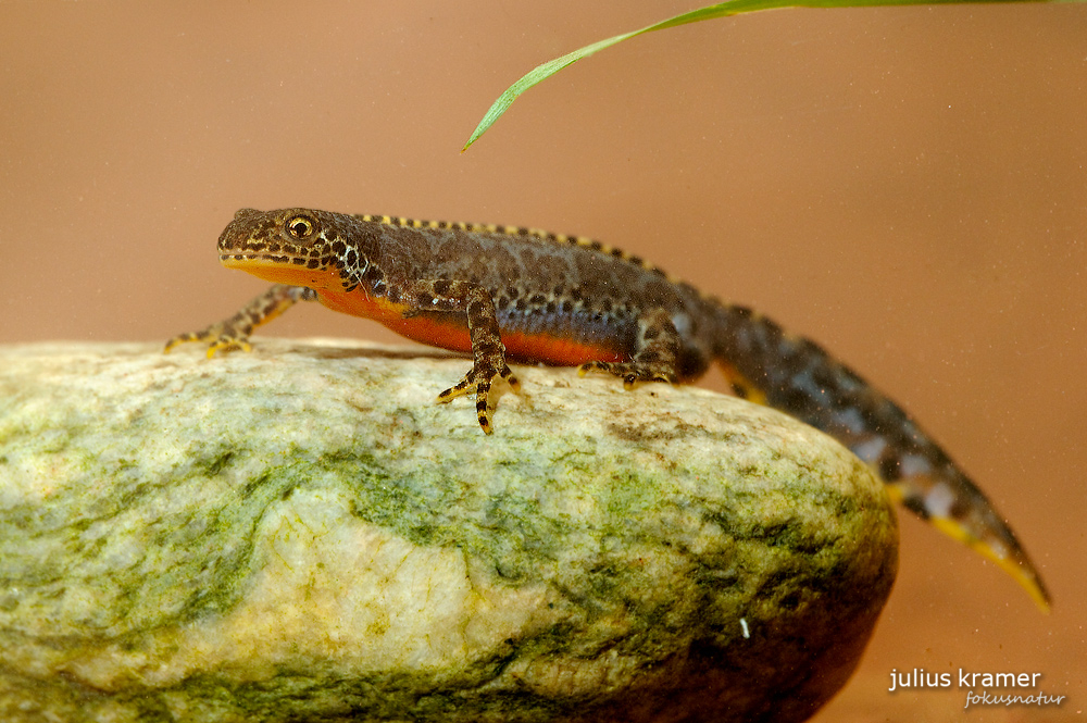 Männlicher Bergmolch (Triturus alpestris)