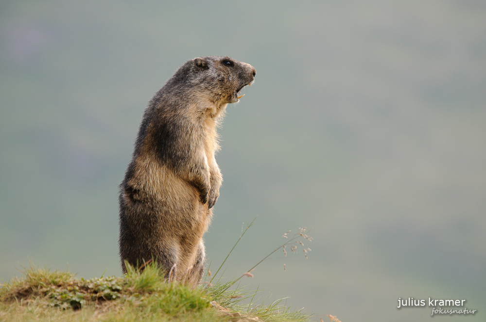 Murmeltier (Marmota marmota)