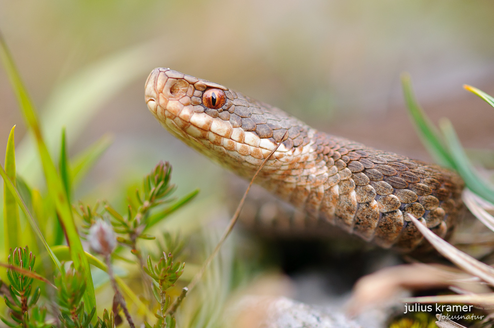 Kreuzotter (Vipera berus)