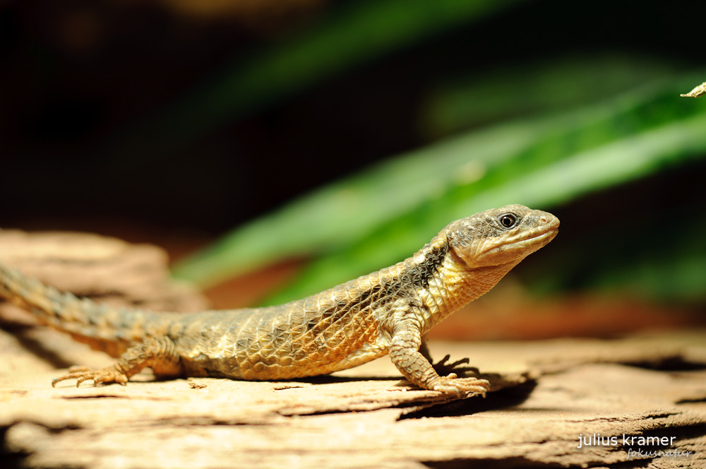 Zwerggürtelschweif (Cordylus cordylus)