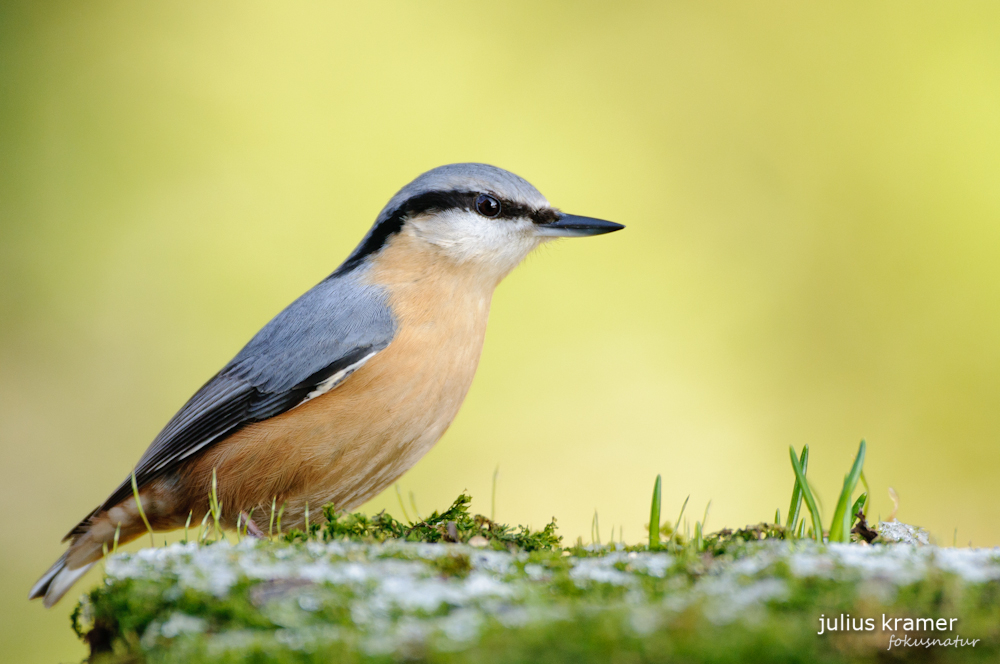 Kleiber (Sitta europea)