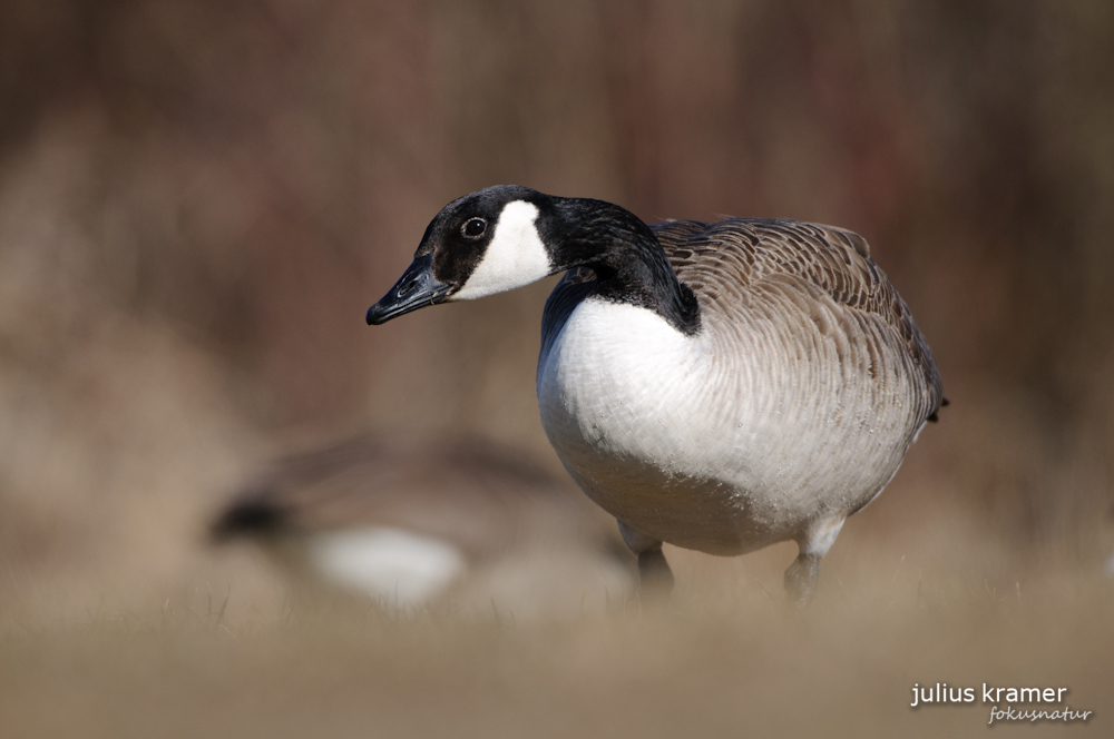 Kanadagans (Branta canadensis)