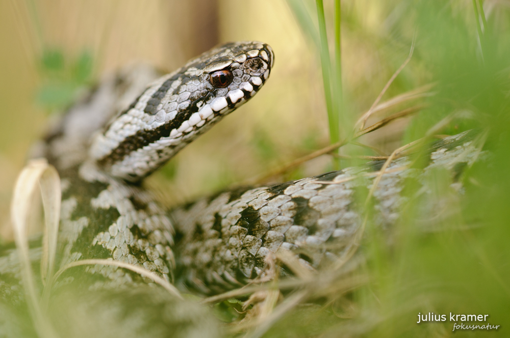 Kreuzottermännchen (Vipera berus)