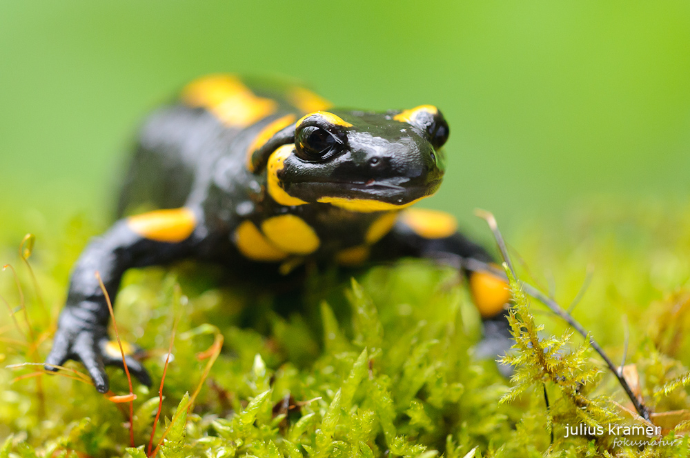 Feuersalamander (Salamandra salamandra)