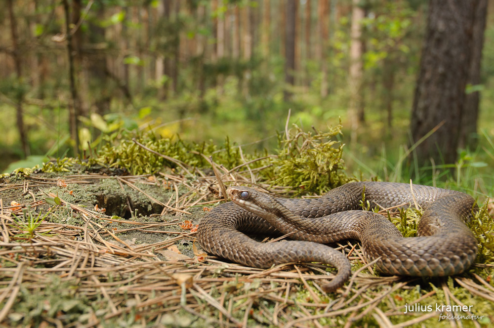 Kreuzotterweibchen (Vipera berus)