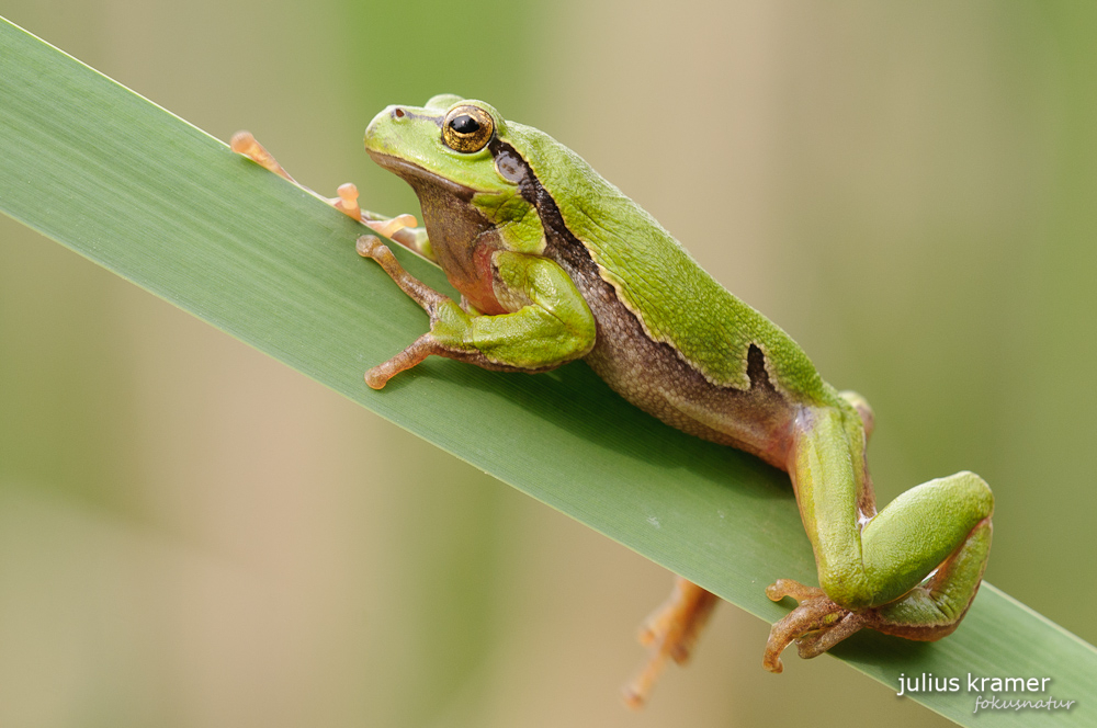 Laubfrosch (Hyla arborea)