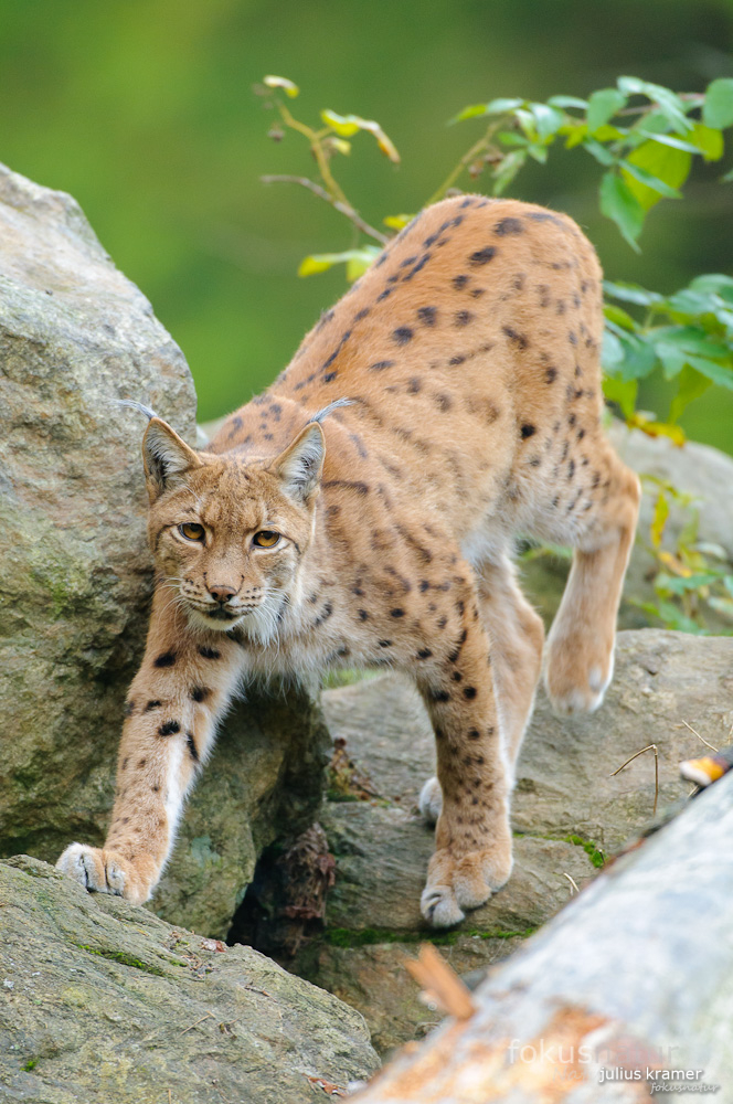 Luchs (Lynx lynx)