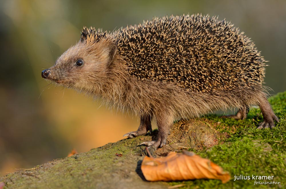 Igel (Erinaceus europaeus)