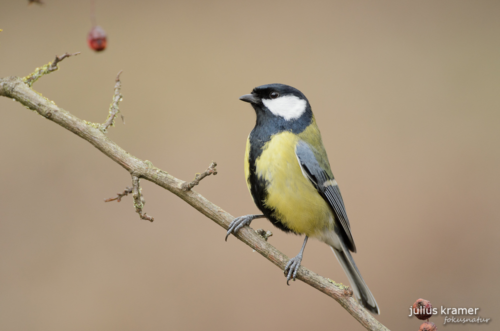 Kohlmeise (Parus ater)